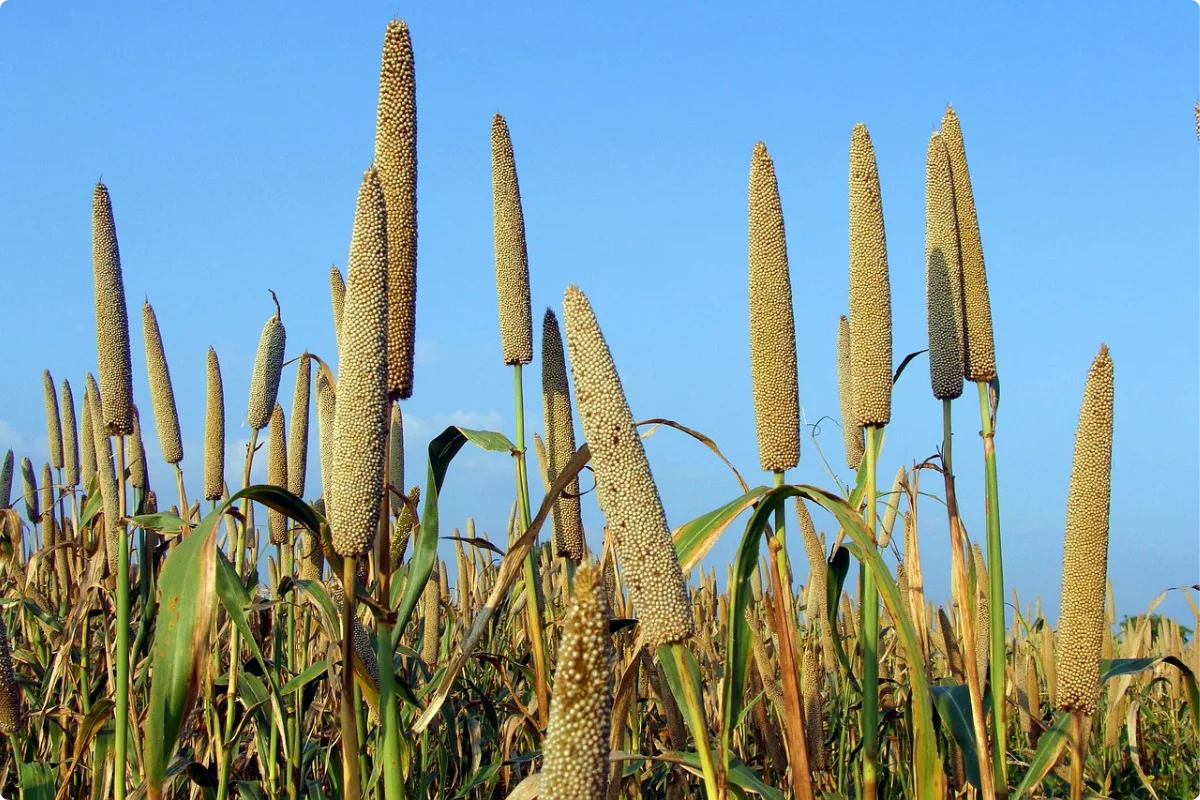 Bajra Exporter from India supplying pearl millet for global buyers