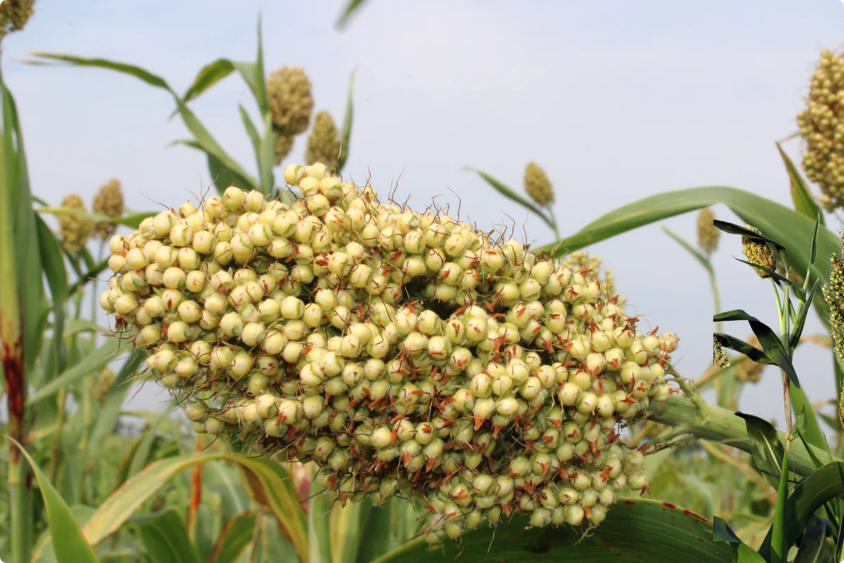 Jowar Exporter from India for bulk sorghum grain buyers